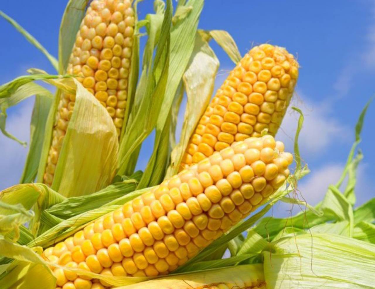 Využite kukuricu!